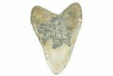 Fossil Megalodon Tooth - North Carolina #365981-2